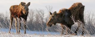 Kneeling cow moose