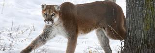 Mountain lion walking in snow