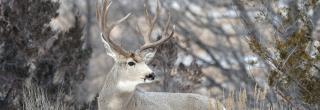 Mule deer buck