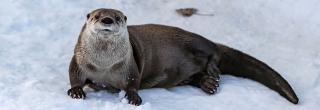 Otter laying in snow