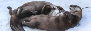2 river otter playing in snow