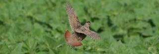 Hungarian partridge flying