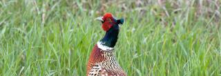 Pheasant rooster in grass