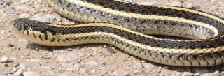 Plains Gartersnake on gravel