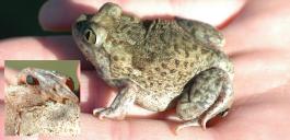 Plains spadefoot held in had with closeup of back foot