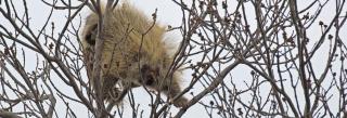 Porcupine in tree