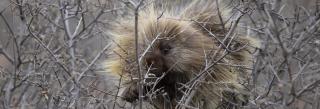 Porcupine in bush