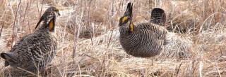 Greater prairie chickens displaying