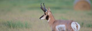 Pronghorn in field