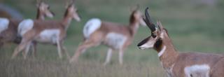 Pronghorn running in background with male watching in foreground