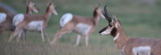 Pronghorn running in background with male watching in foreground 