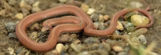 Red-Bellied Snake