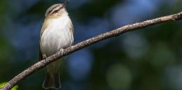 Red-Eyed Vireo on limb