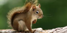 Red Squirrel