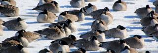 Canada geese on ice sleeping