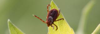 Tick on leaf waiting for lunch to pass by