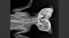 Two-Headed Deer Fetus X-ray
