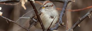 American tree sparrow in branches