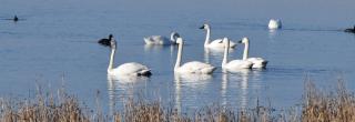Tundra swans on water