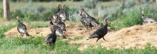 Turkey in field