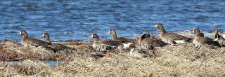 White-fronted geese on shore