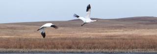 Whooping cranes flying