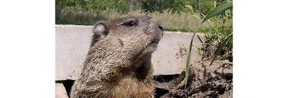 Woodchuck