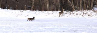 White-tailed deer walking through deep snow
