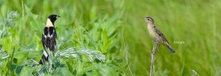 Bobolinks - male left, female right