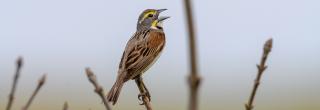 Dickcissel singing on branch