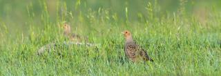 Two Hungarian partridge in grass