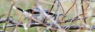 Loggerhead shrike eating snake