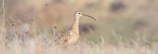 Long-Billed Curlew