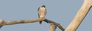 Peregrine Falcon