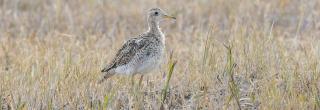 Upland Sandpiper