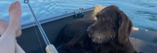 Dog on boat with angler relaxing