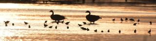 Birds feeding in wetland