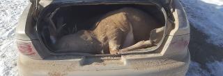 Poached buck in the trunk of a Buick