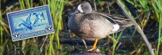 Blue-winged teal drake