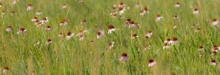 Prairie cone flowers in grassland