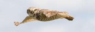Burrowing owl flying