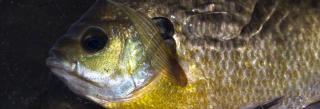 Bluegills: Biology and Behavior – American Fisheries Society