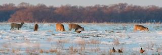 Deer and pheasants feeding in a snowy field