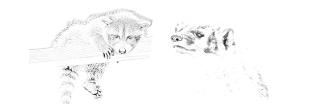Drawing of a raccoon (left) and badger (right)
