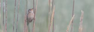 Sedge Wren