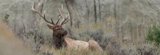 Bull elk