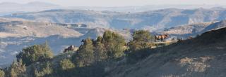 Elk in the badlands