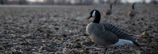 Goose decoy in field