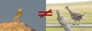 Meadowlark (left), sharp-tailed grouse (right)