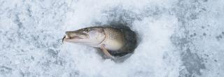 Ice Fishing Information and Tips